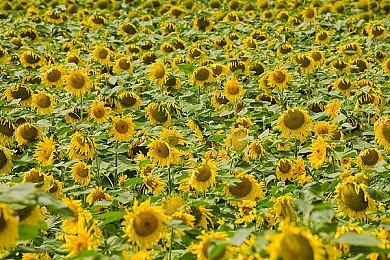 《刺客信条：影》日版预告被差评轰炸 超2.4万差评